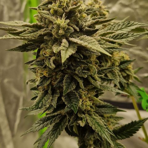 Blue Monkey ExoticSeeds 3x growlog timeline photo