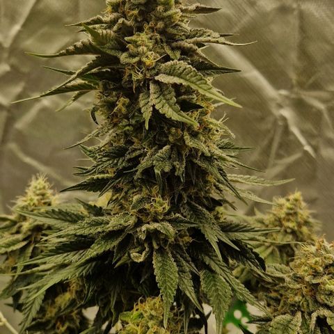 Blue Monkey ExoticSeeds 3x growlog timeline photo