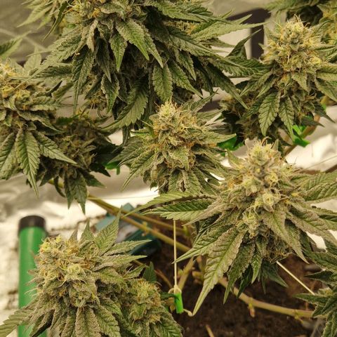 Blue Monkey ExoticSeeds 3x growlog timeline photo