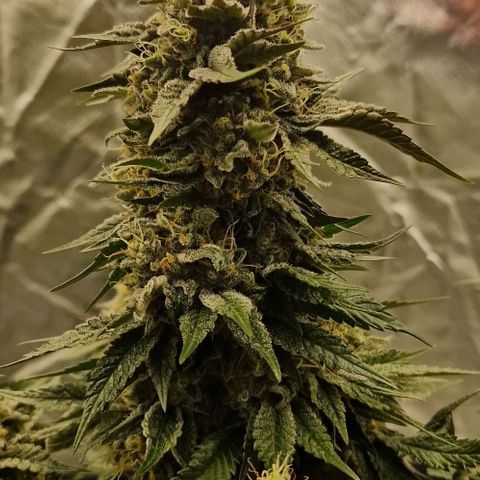 Blue Monkey ExoticSeeds 3x growlog timeline photo