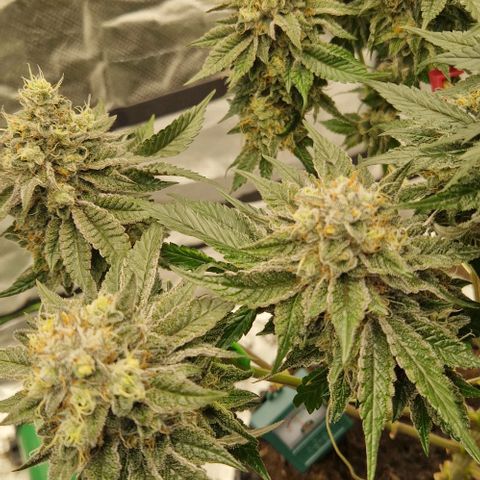 Blue Monkey ExoticSeeds 3x growlog timeline photo