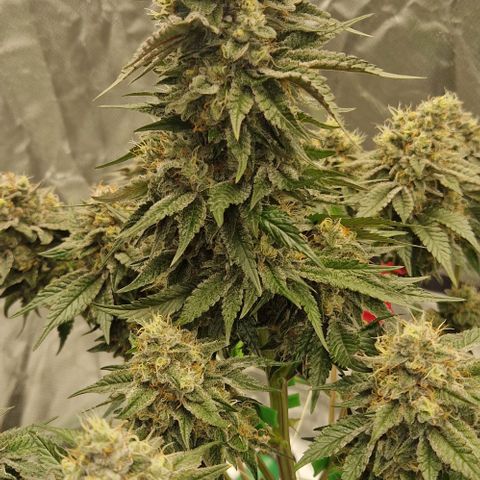 Blue Monkey ExoticSeeds 3x growlog timeline photo