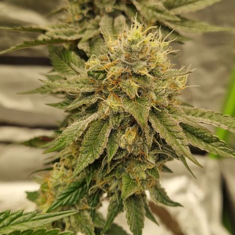 Blue Monkey ExoticSeeds 3x growlog timeline photo
