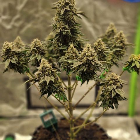 Blue Monkey ExoticSeeds 3x growlog timeline photo