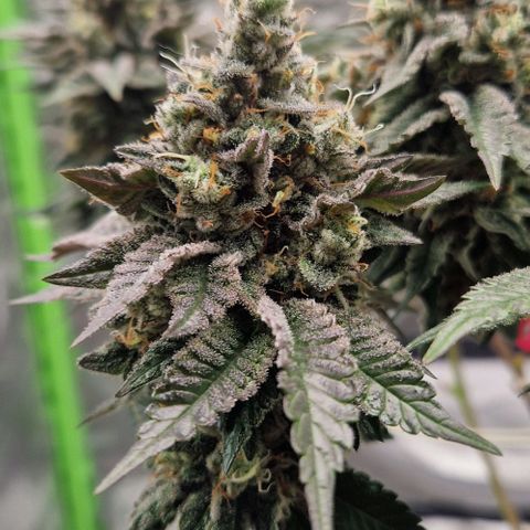 Blue Monkey ExoticSeeds 3x growlog timeline photo