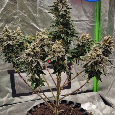Blue Monkey ExoticSeeds 3x growlog timeline photo