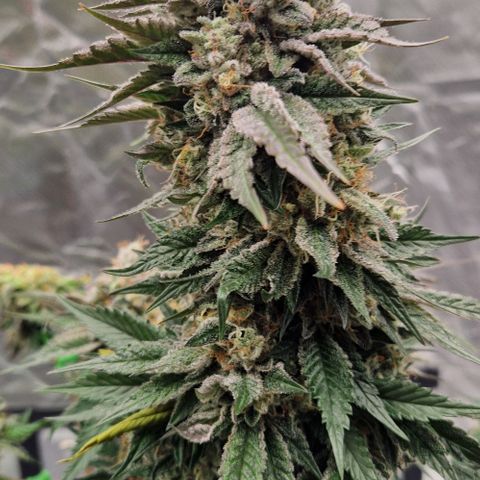 Blue Monkey ExoticSeeds 3x growlog timeline photo
