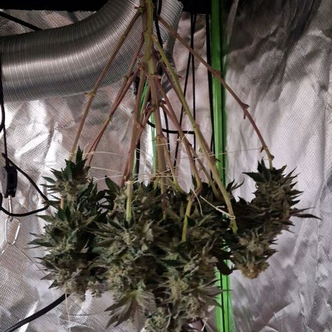 Blue Monkey ExoticSeeds 3x growlog timeline photo