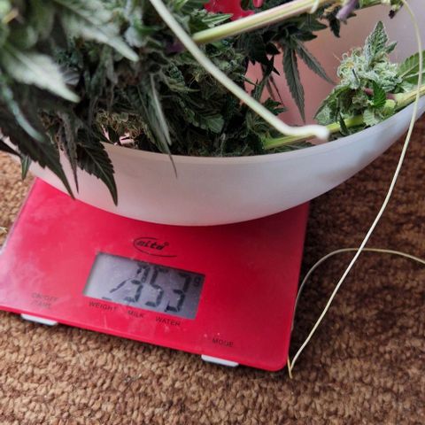 Blue Monkey ExoticSeeds 3x growlog timeline photo