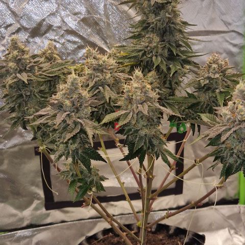 Blue Monkey ExoticSeeds 3x growlog timeline photo