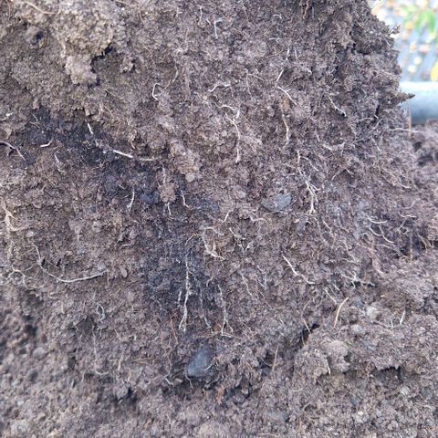 Blue Monkey ExoticSeeds 3x growlog photo: 20g seit gestern. Wurzeln sehen gut aus.