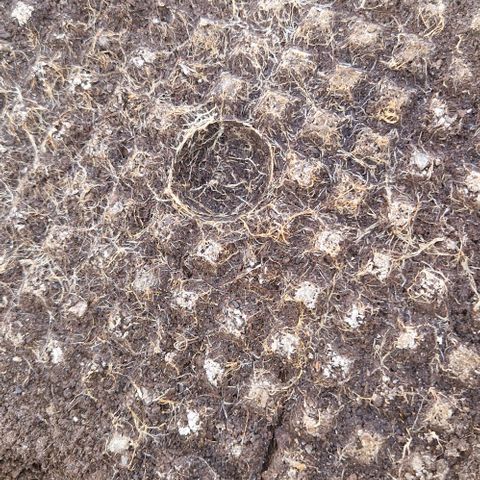 Blue Monkey ExoticSeeds 3x growlog photo: 20g seit gestern. Wurzeln sehen gut aus.