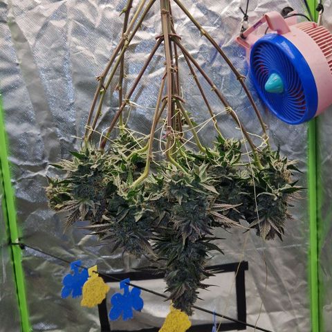 Blue Monkey ExoticSeeds 3x growlog photo: 20g seit gestern. Wurzeln sehen gut aus.