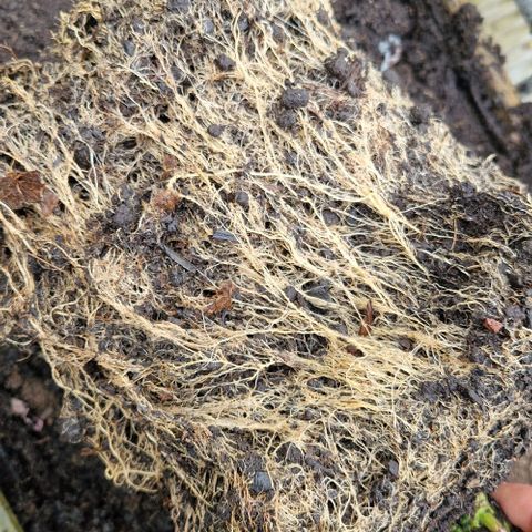 Blue Monkey ExoticSeeds 3x growlog photo: 20g seit gestern. Wurzeln sehen gut aus.