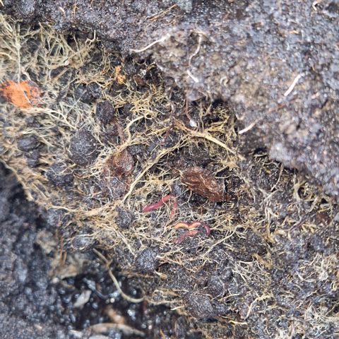 Blue Monkey ExoticSeeds 3x growlog photo: 20g seit gestern. Wurzeln sehen gut aus.