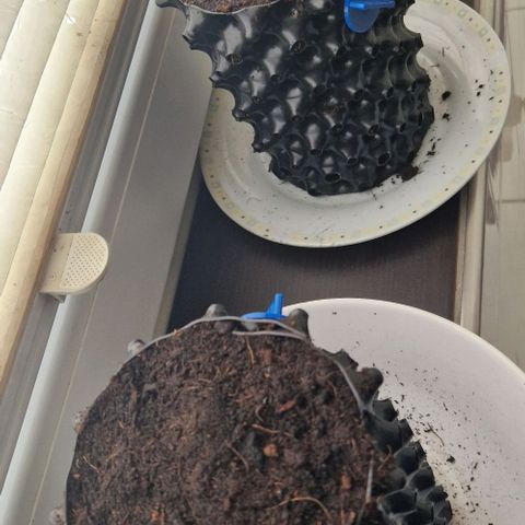 Blue Monkey by Exotic Seed #1 growlog timeline photo