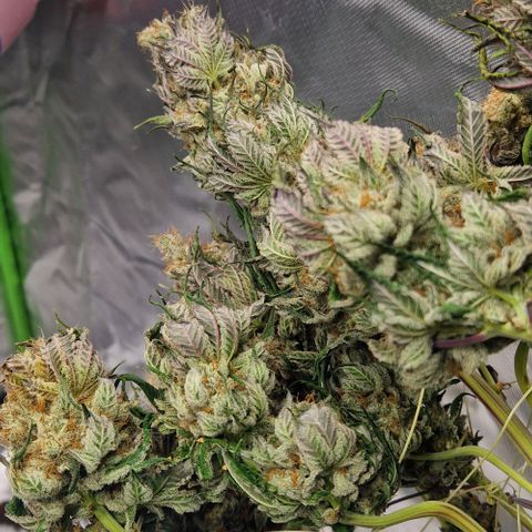 Blue Monkey ExoticSeeds 3x growlog photo: Von 350g auf 235g runter.