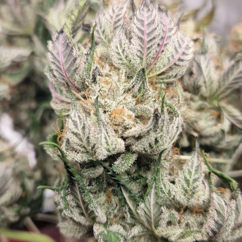 Blue Monkey ExoticSeeds 3x growlog photo: Von 350g auf 235g runter.