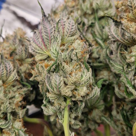 Blue Monkey ExoticSeeds 3x growlog photo: Von 350g auf 235g runter.