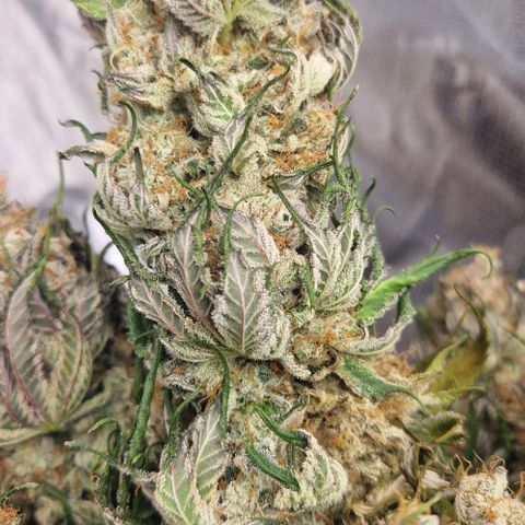 Blue Monkey ExoticSeeds 3x growlog photo: Von 350g auf 235g runter.