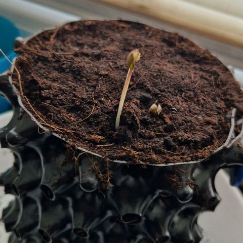Blue Monkey by Exotic Seed #1 growlog timeline photo