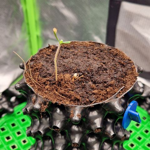 Blue Monkey by Exotic Seed #1 growlog timeline photo