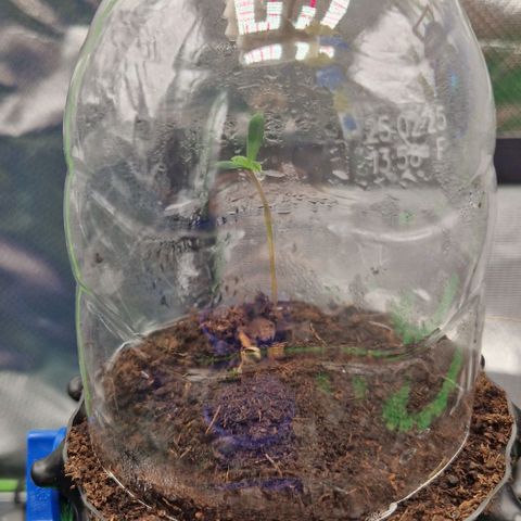 Blue Monkey by Exotic Seed #1 growlog timeline photo