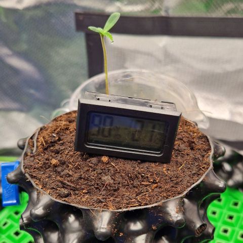 Blue Monkey by Exotic Seed #1 growlog timeline photo