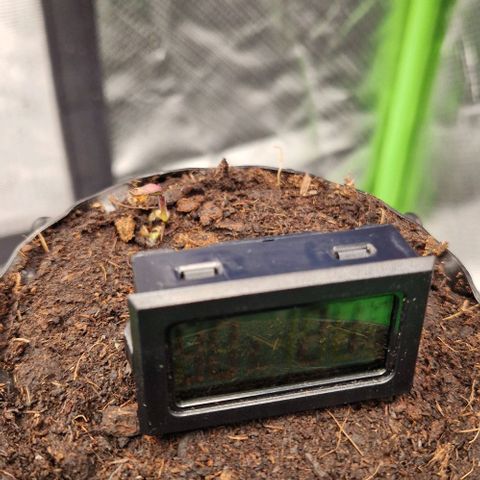 Blue Monkey by ExoticSeeds Seed #2 growlog timeline photo