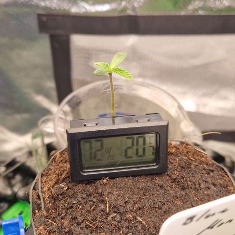 Blue Monkey by Exotic Seed #1 growlog timeline photo