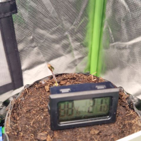 Blue Monkey by ExoticSeeds Seed #2 growlog timeline photo