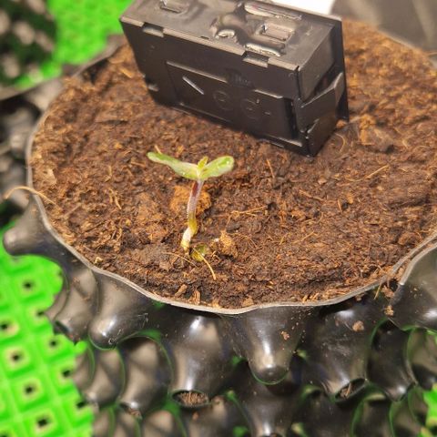Blue Monkey by ExoticSeeds Seed #2 growlog timeline photo