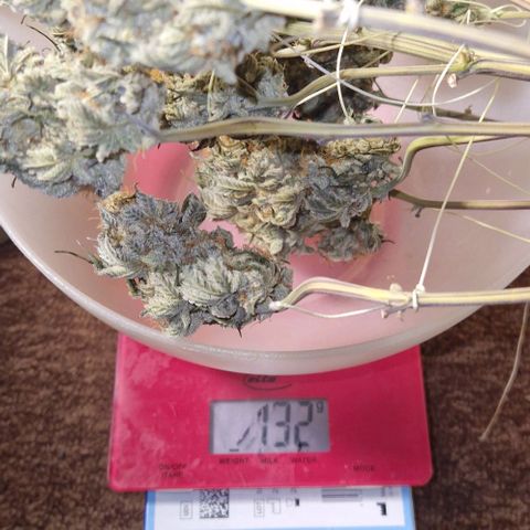 Blue Monkey ExoticSeeds 3x growlog timeline photo