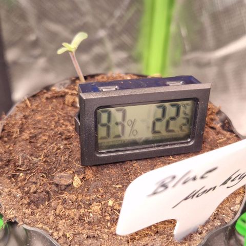 Blue Monkey by ExoticSeeds Seed #2 growlog timeline photo