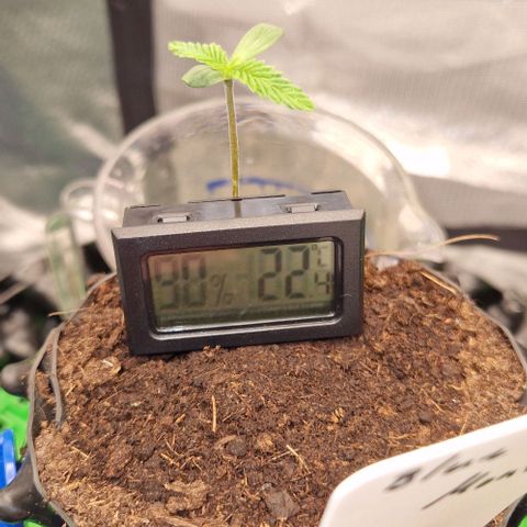 Blue Monkey by Exotic Seed #1 growlog timeline photo