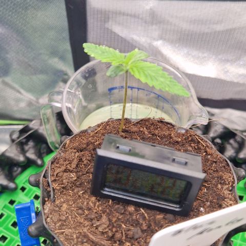 Blue Monkey by Exotic Seed #1 growlog timeline photo