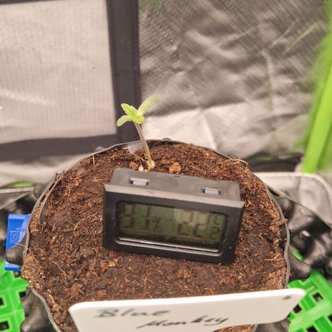 Blue Monkey by ExoticSeeds Seed #2 growlog timeline photo