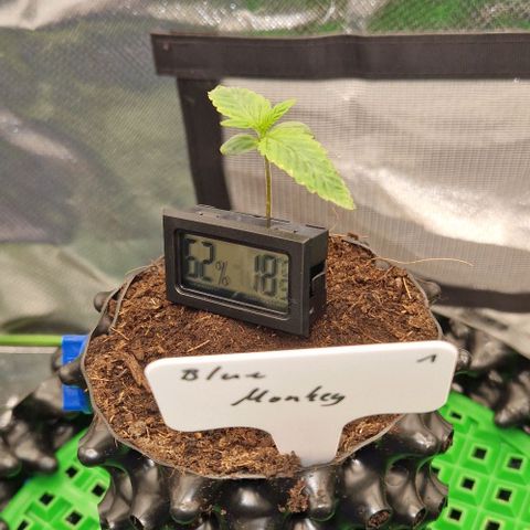 Blue Monkey by Exotic Seed #1 growlog timeline photo