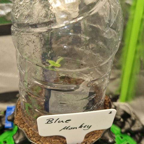 Blue Monkey by ExoticSeeds Seed #2 growlog timeline photo