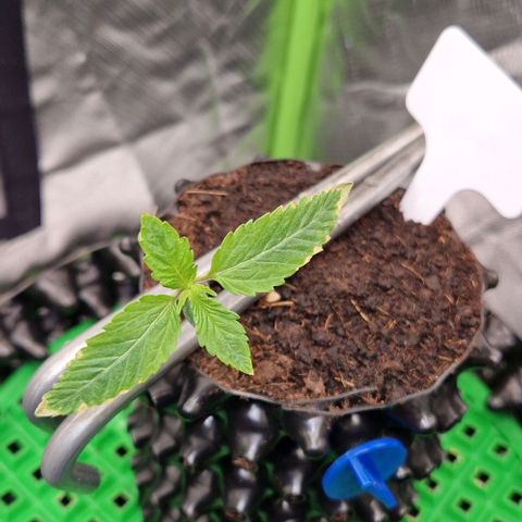 Blue Monkey by Exotic Seed #1 growlog timeline photo