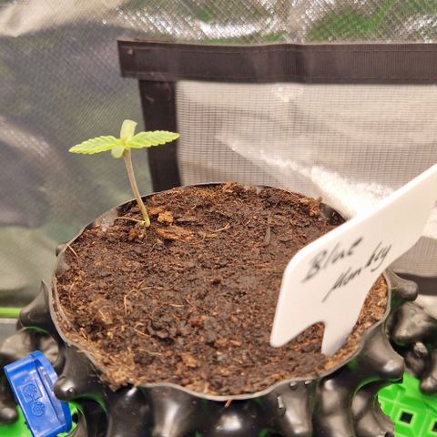 Blue Monkey by ExoticSeeds Seed #2 growlog timeline photo