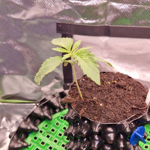 Blue Monkey by Exotic Seed #1 growlog timeline photo