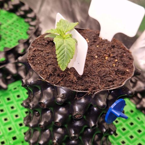 Blue Monkey by ExoticSeeds Seed #2 growlog timeline photo