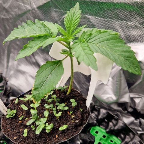 Blue Monkey by Exotic Seed #1 growlog timeline photo
