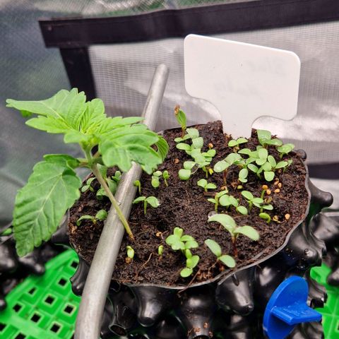 Blue Monkey by ExoticSeeds Seed #2 growlog timeline photo