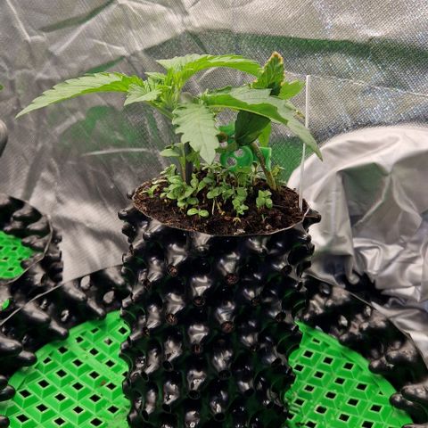 Blue Monkey by Exotic Seed #1 growlog timeline photo