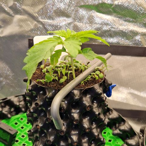 Blue Monkey by ExoticSeeds Seed #2 growlog timeline photo