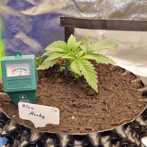 Blue Monkey by Exotic Seed #1 growlog timeline photo