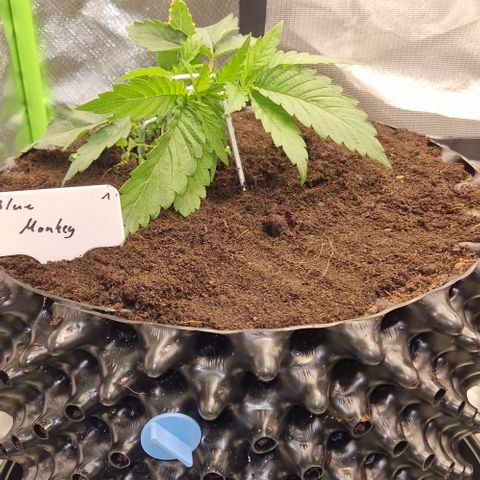 Blue Monkey by Exotic Seed #1 growlog timeline photo