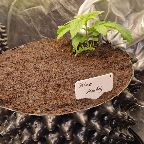 Blue Monkey by ExoticSeeds Seed #2 growlog timeline photo